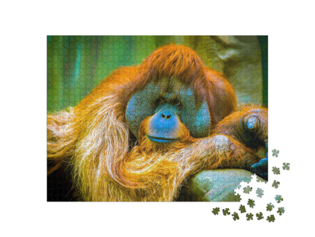 Orangutan is in a Sad Reverie... Jigsaw Puzzle with 1000 pieces