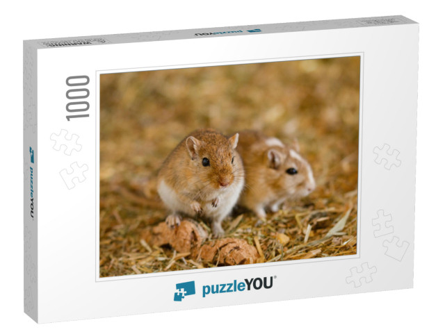 Mongolian Gerbils Meriones as Pet... Jigsaw Puzzle with 1000 pieces