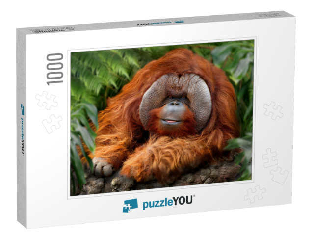 Orangutans, Orangutan, Orangutang, or Orang-Utang Old Ani... Jigsaw Puzzle with 1000 pieces