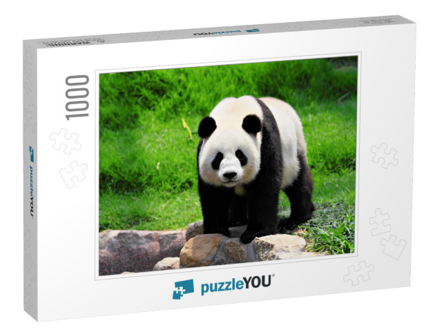 Panda... Jigsaw Puzzle with 1000 pieces