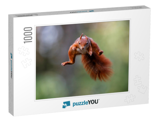 Eurasian Red Squirrel Sciurus Vulgaris Jumping in the For... Jigsaw Puzzle with 1000 pieces