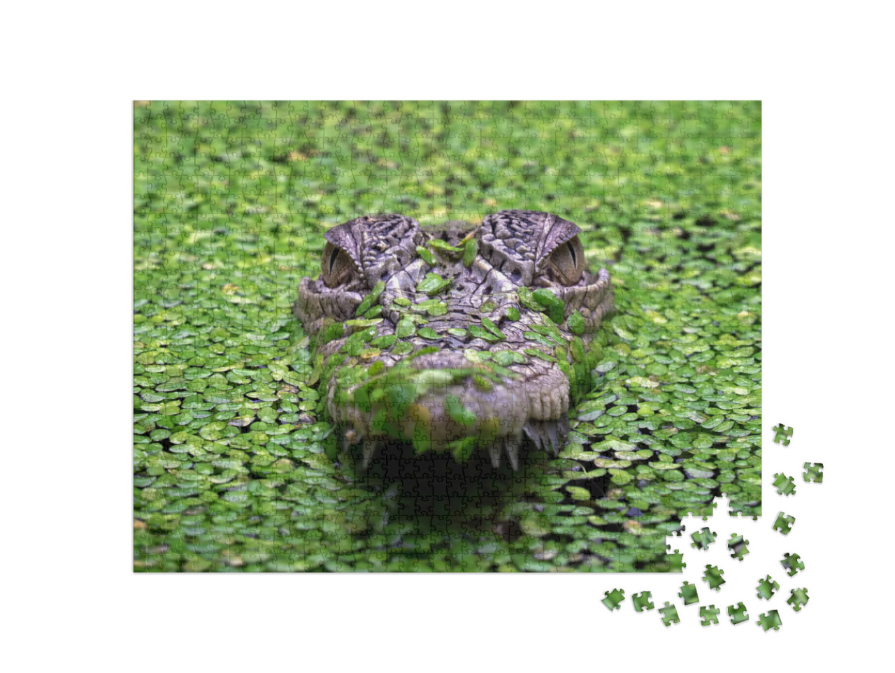 The Saltwater Crocodile Crocodylus Porosus is a Crocodili... Jigsaw Puzzle with 1000 pieces