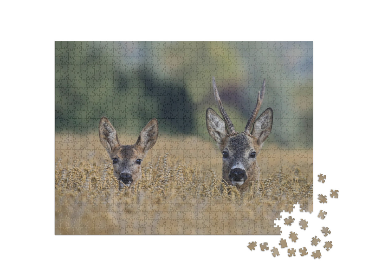 Two Western Roe Deer in a Grain Field, Czech Republic, Eu... Jigsaw Puzzle with 1000 pieces