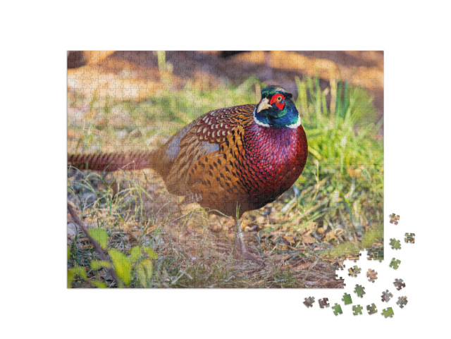 Close Up Shot of Male Ring Necked Pheasant At Oklahoma... Jigsaw Puzzle with 1000 pieces