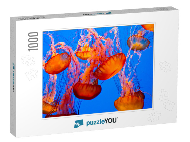 Spectacular Jellyfish... Jigsaw Puzzle with 1000 pieces