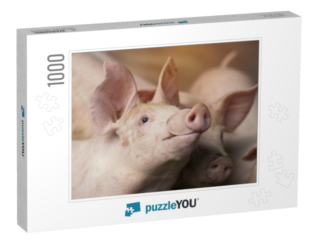 Piglet Waiting Feed. Pig Indoor on a Farm Yard in Thailan... Jigsaw Puzzle with 1000 pieces