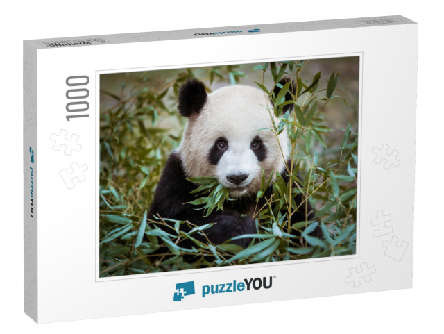 Giant Panda... Jigsaw Puzzle with 1000 pieces