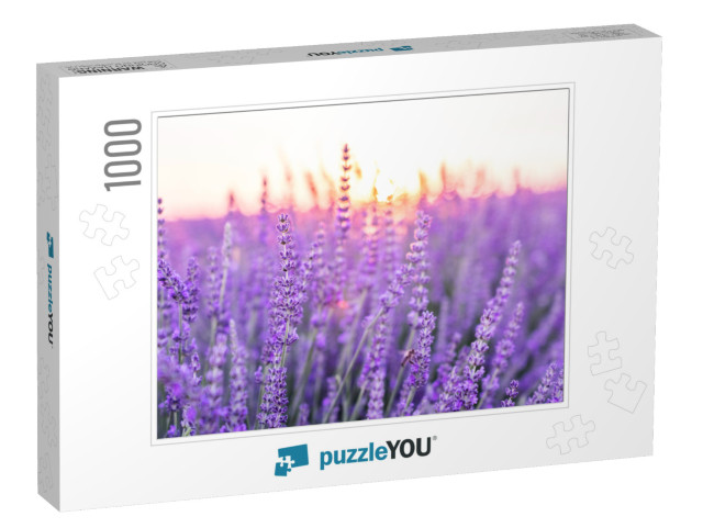 Sunset Over a Violet Lavender Field. Valensole Lavender F... Jigsaw Puzzle with 1000 pieces