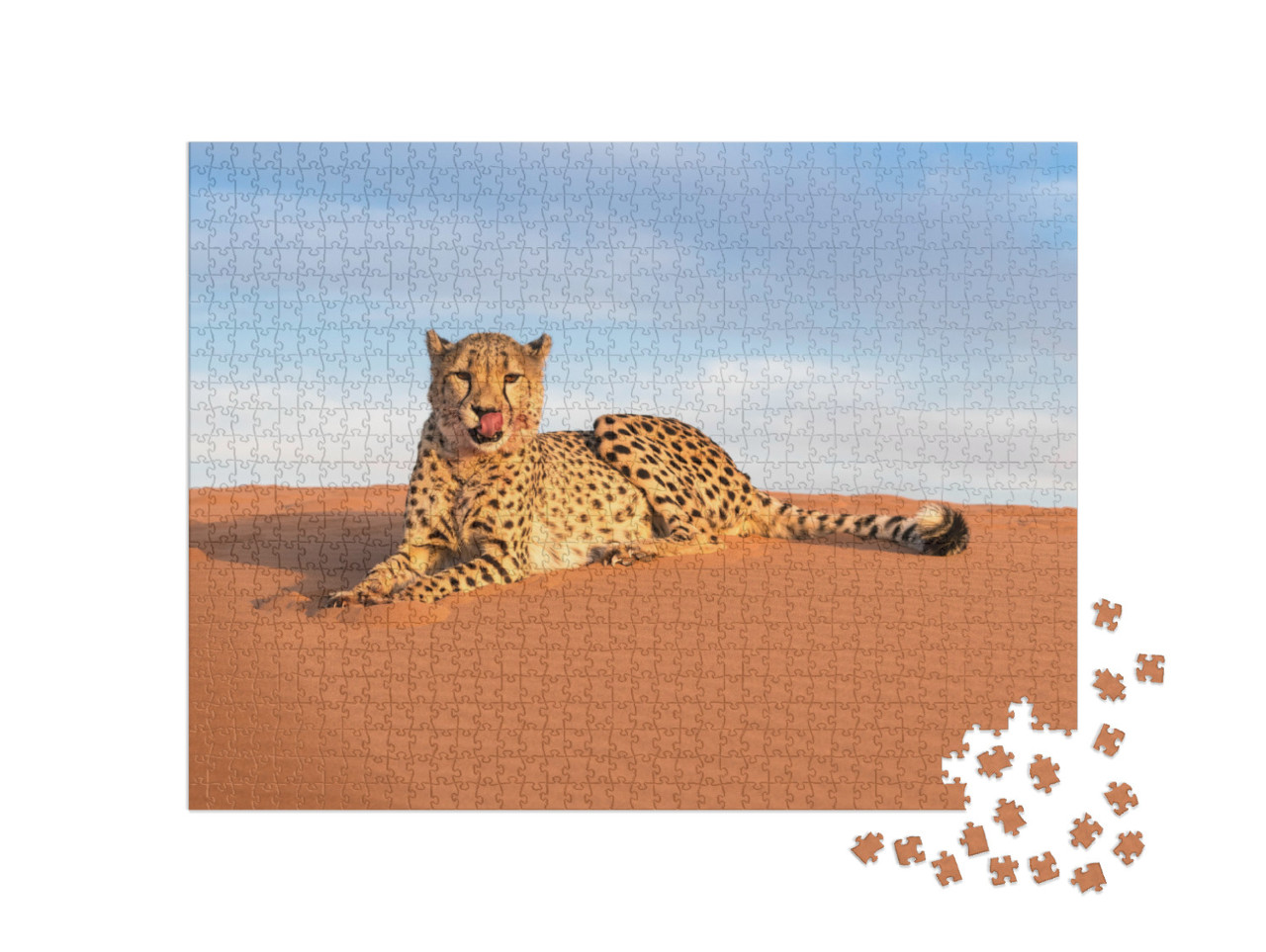 Cheetah in Kanaan N/Aan Ku Se Desert Retreat Camp... Jigsaw Puzzle with 1000 pieces