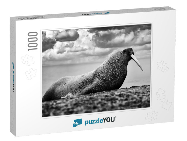 Nature - Black & White Art. Walrus on the Sand Beach. Det... Jigsaw Puzzle with 1000 pieces