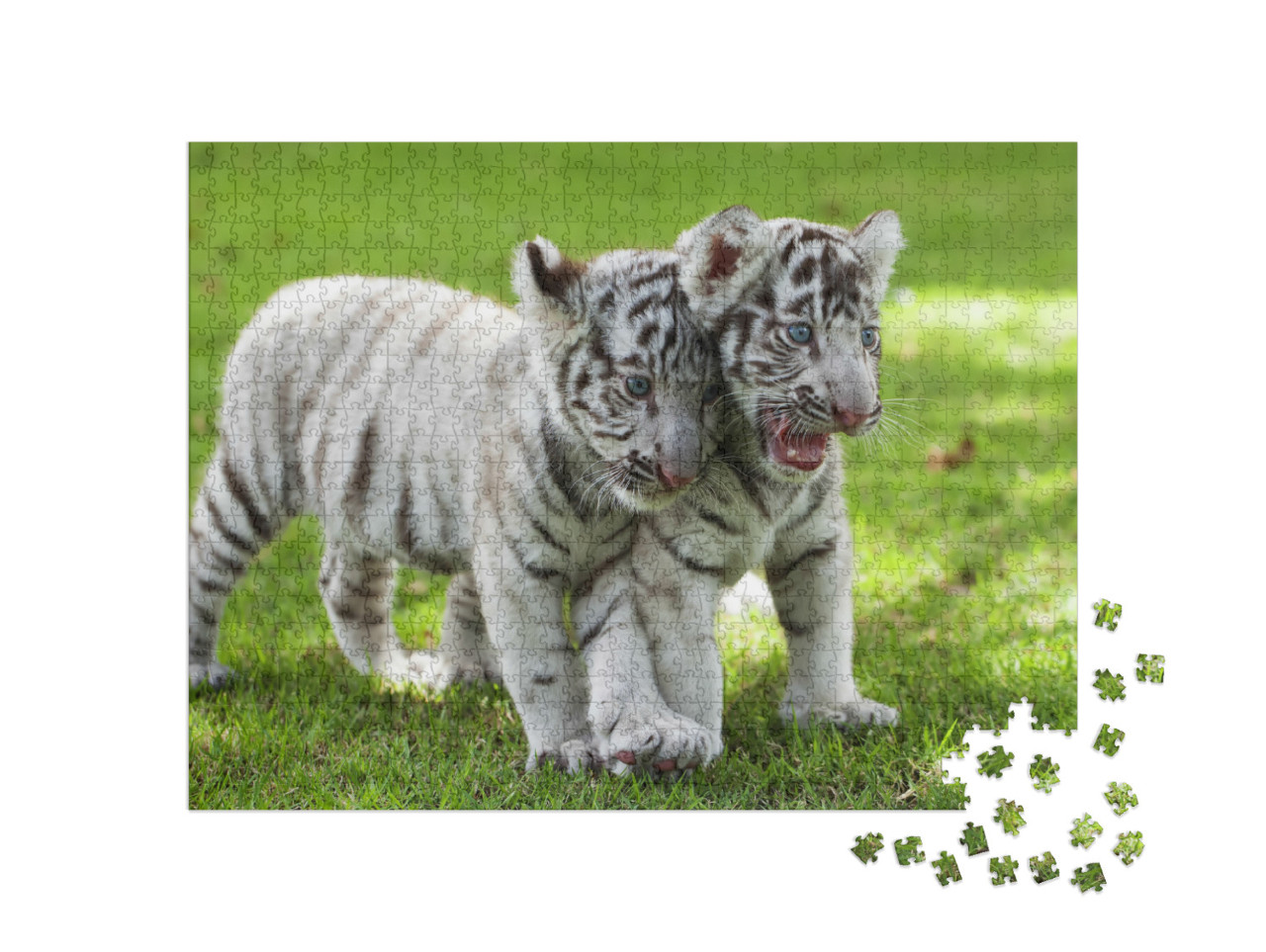 White Tiger... Jigsaw Puzzle with 1000 pieces