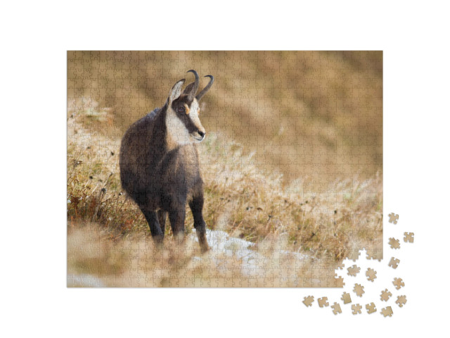 Tatra Chamois, Rupicapra Rupicapra Tatrica, Standing on M... Jigsaw Puzzle with 1000 pieces