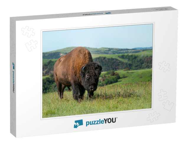 Young Bull Buffalo in Theodore Roosevelt National Park... Jigsaw Puzzle