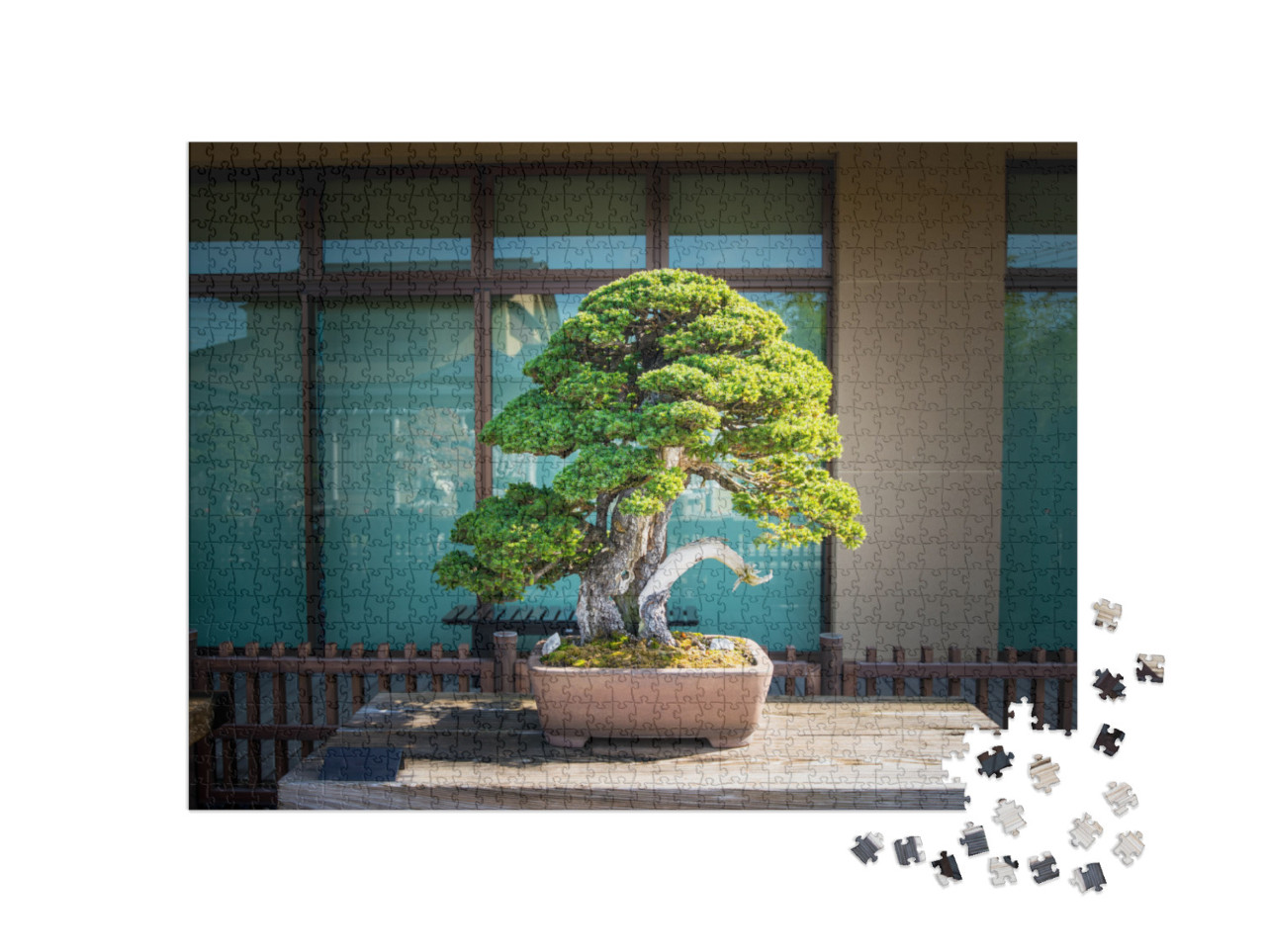 Japanese Bonsai Tree in Omiya Bonsai Village At Saitama... Jigsaw Puzzle with 1000 pieces