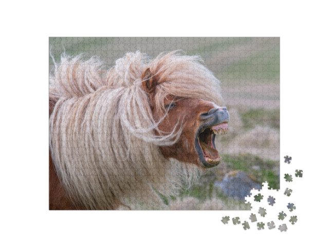 A Lone Shetland Pony Brays, Showing His Teeth on a Scotti... Jigsaw Puzzle with 1000 pieces