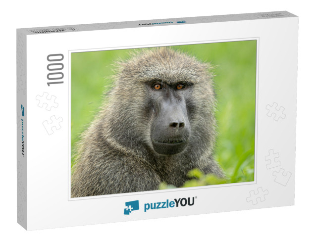 Olive Baboon in Kenya, East Africa Close-Up Head & Should... Jigsaw Puzzle with 1000 pieces