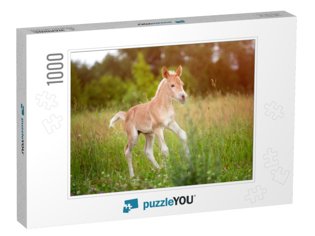 Beautiful Haflinger Foal - Horse Photo... Jigsaw Puzzle with 1000 pieces