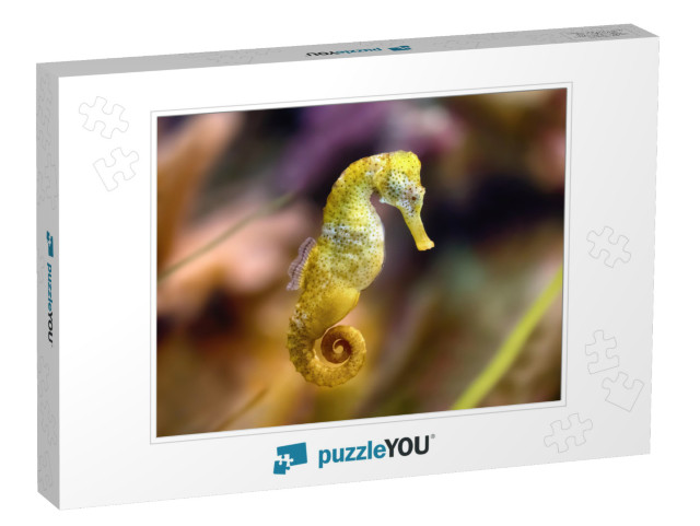 Slim Seahorse in the Aquarium Hippocampus Reidi, Also Kno... Jigsaw Puzzle