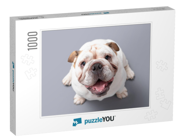 British Bulldog Puppy Looking Up Isolated Against a Grey... Jigsaw Puzzle with 1000 pieces