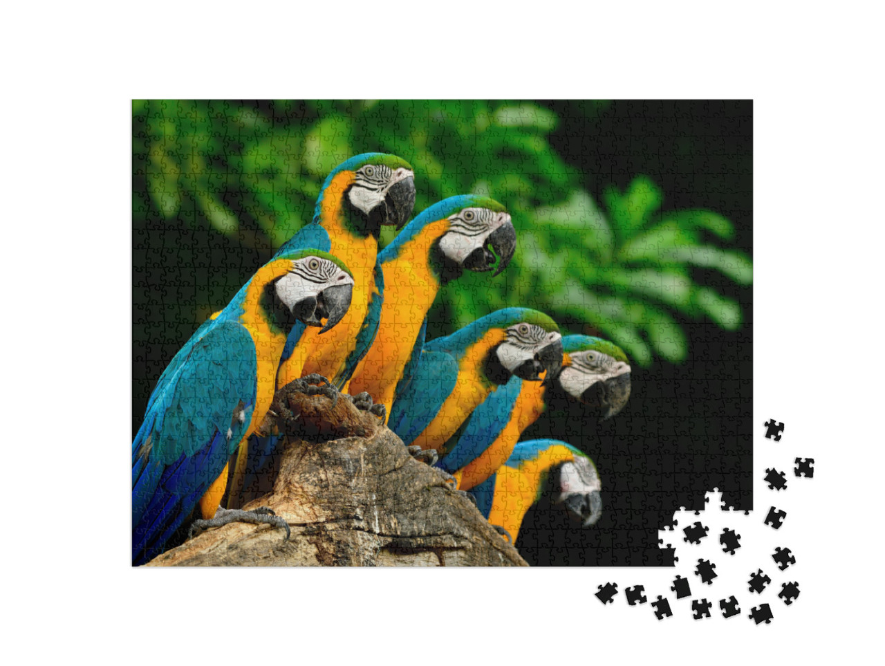 Many of Blue-And-Yellow Ara Ararauna or Blue-And-Gold Mac... Jigsaw Puzzle with 1000 pieces