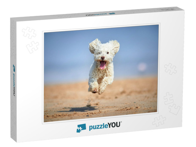 Miniature Poodle - Dog Running, Playing & Jumping on the... Jigsaw Puzzle