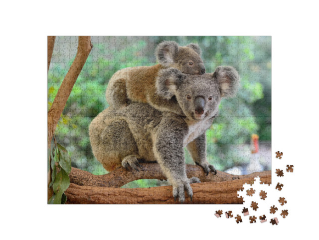 Mother Koala with Baby on Her Back, on Eucalyptus Tree... Jigsaw Puzzle with 1000 pieces