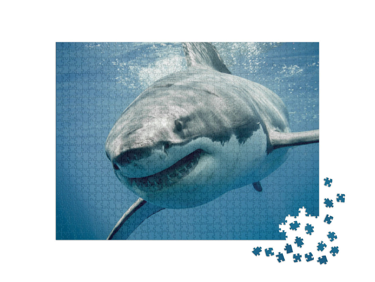 Great White Shark Smiling... Jigsaw Puzzle with 1000 pieces