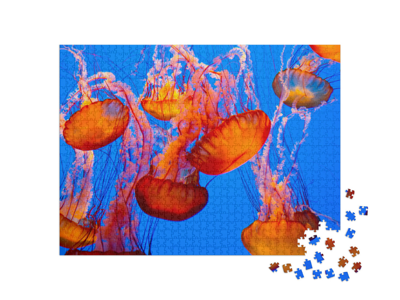 Spectacular Jellyfish... Jigsaw Puzzle with 1000 pieces