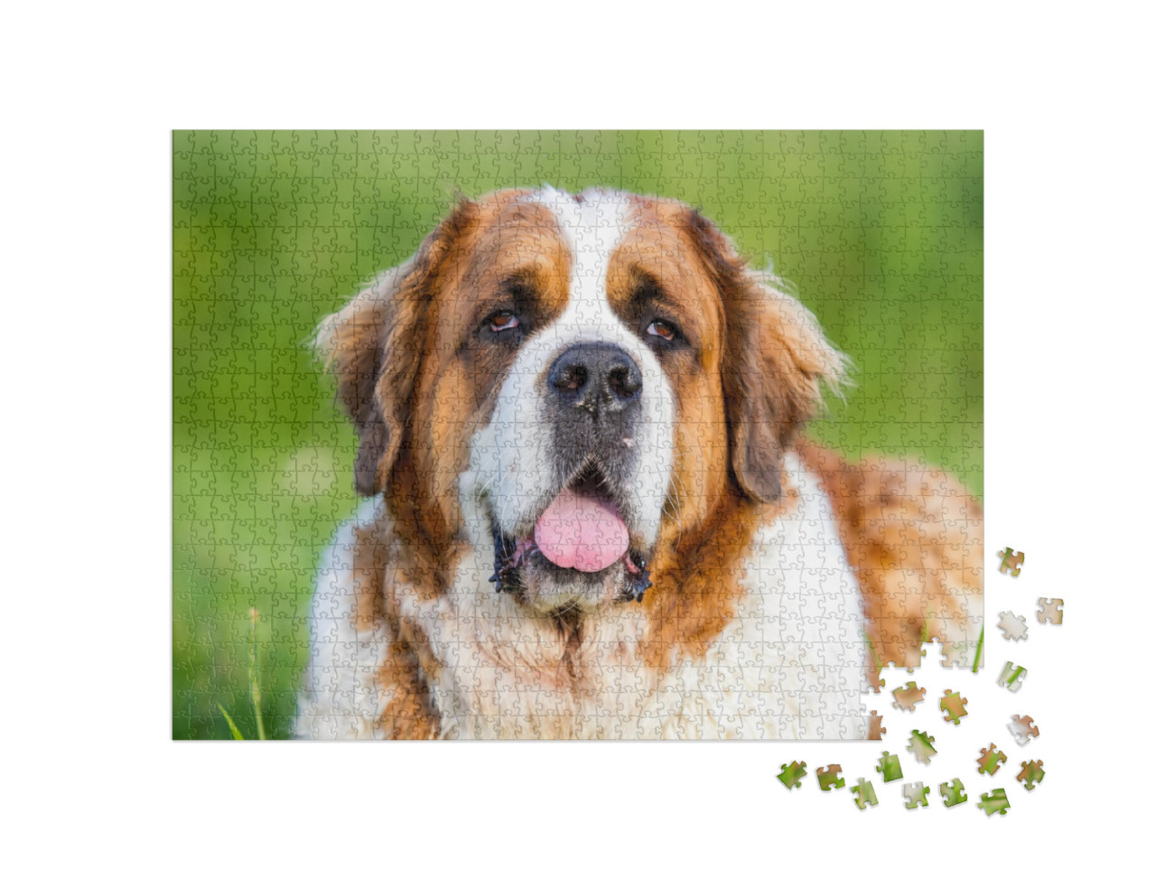 Bernard Dog, Bernard... Jigsaw Puzzle with 1000 pieces