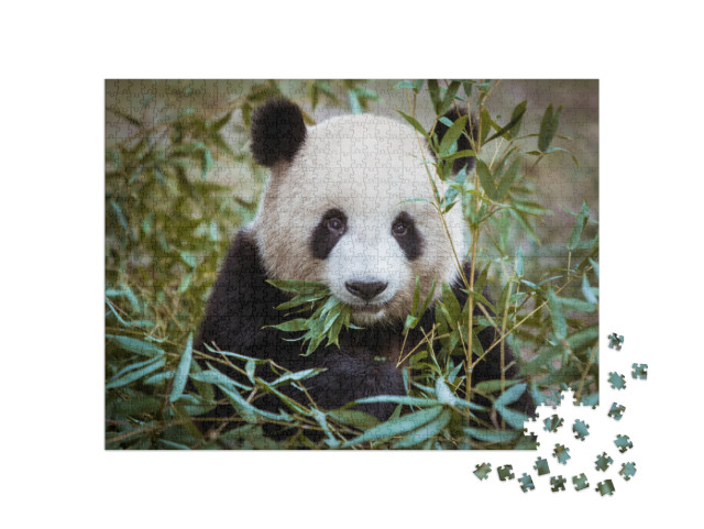 Giant Panda... Jigsaw Puzzle with 1000 pieces