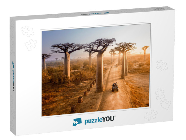 Beautiful Baobab Trees Avenue of the Baobabs in Madagasca... Jigsaw Puzzle