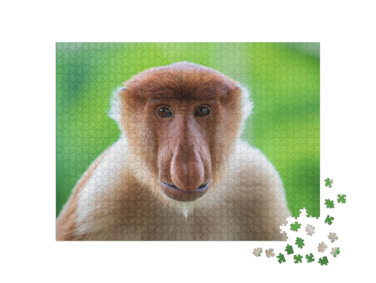 Wild Proboscis Monkey or Nasalis Larvatus, in the Rainfor... Jigsaw Puzzle with 1000 pieces