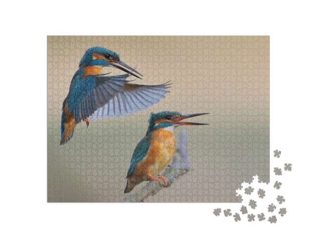 Kingfisher Alcedo At This Common Kingfisher... Jigsaw Puzzle with 1000 pieces