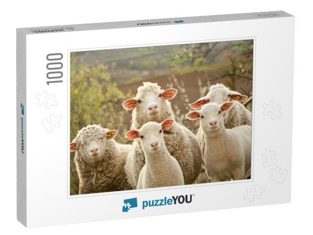 Sheep Within a Mob Turn to Check Out the Photographer... Jigsaw Puzzle with 1000 pieces