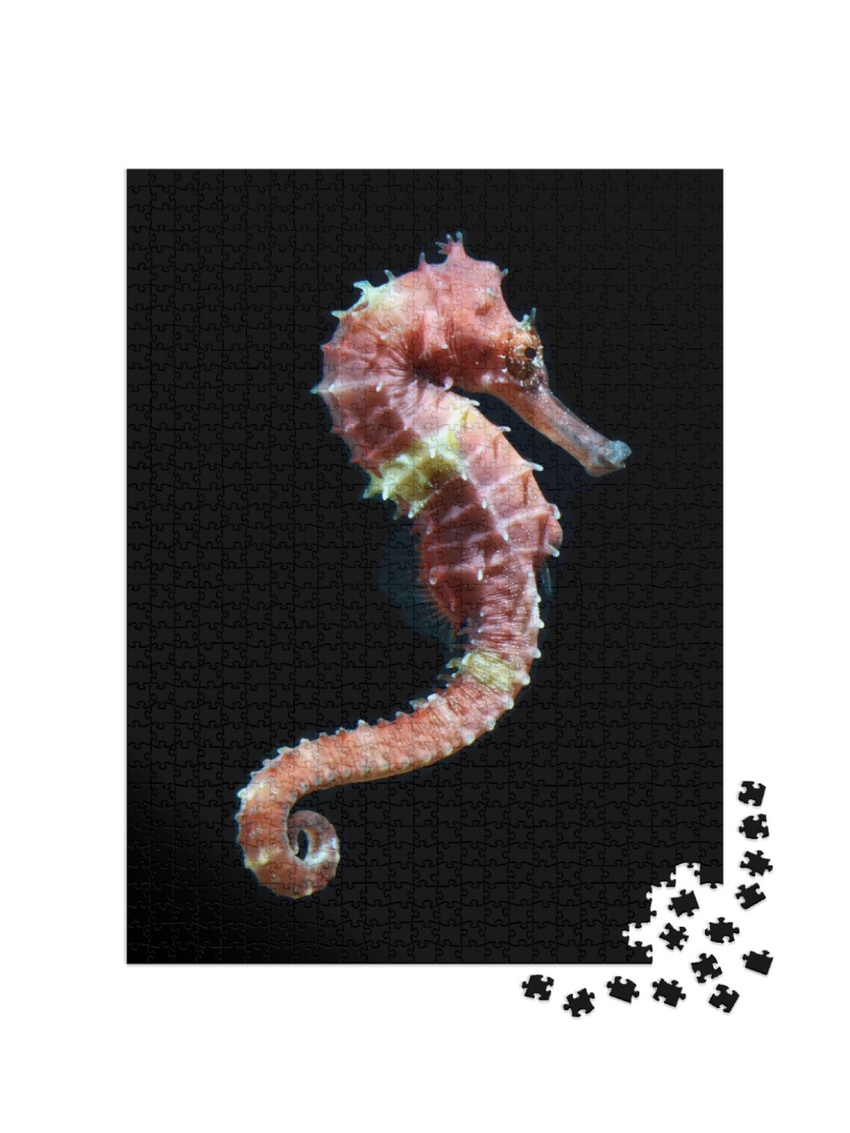 Seahorse Hippocampus Swimming Isolated on Black... Jigsaw Puzzle with 1000 pieces