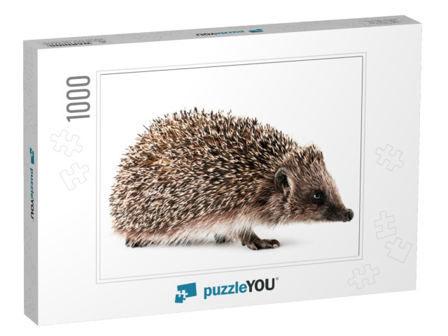 Hedgehog Close-Up on a White Background. Isolated... Jigsaw Puzzle with 1000 pieces