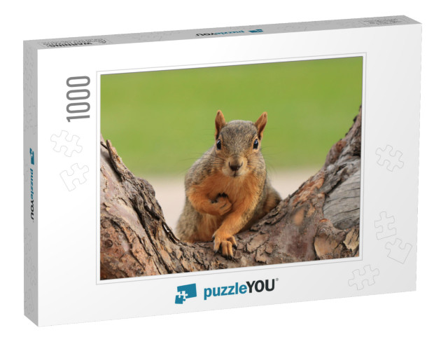 Portrait of Fox Squirrel Sciurus Niger Sitting on Branch... Jigsaw Puzzle with 1000 pieces