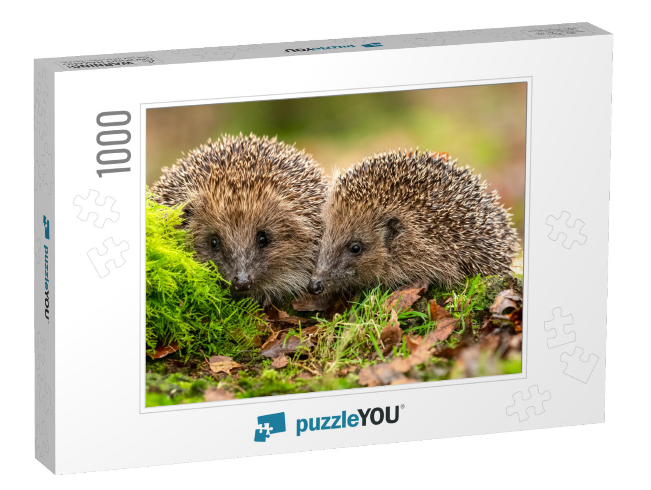 Hedgehogs Scientific Name Erinaceus Europaeus Two Wild, N... Jigsaw Puzzle with 1000 pieces