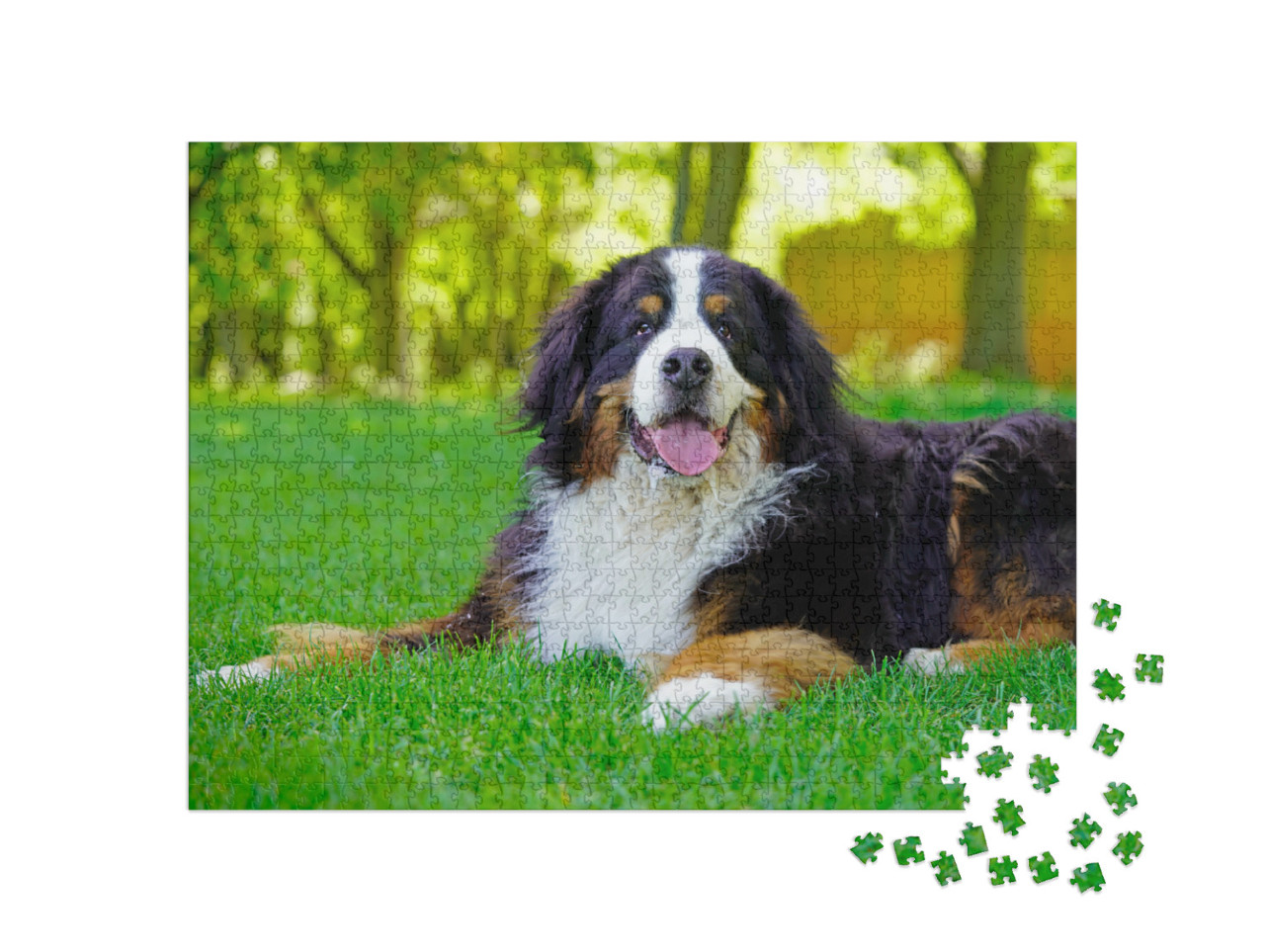 Large Bernese Mountain Dog Lying on the Grass in the Park... Jigsaw Puzzle with 1000 pieces