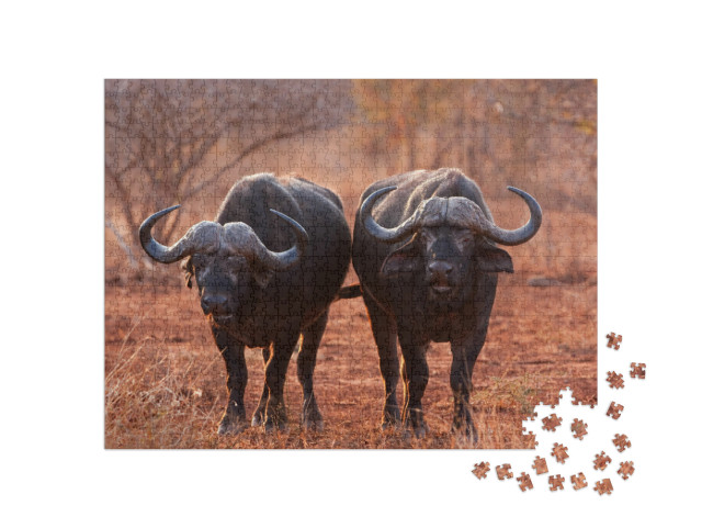 African Buffalo, Cape Buffalo, Syncerus Caffer, Kruger Na... Jigsaw Puzzle with 1000 pieces