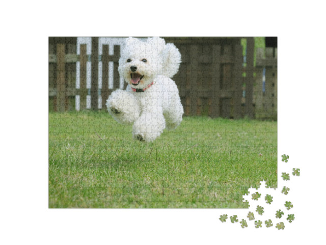 White Toy Poodle Playing in the Garden... Jigsaw Puzzle with 1000 pieces