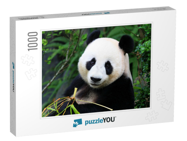 Panda Bear Eating Bamboo Shoot... Jigsaw Puzzle with 1000 pieces