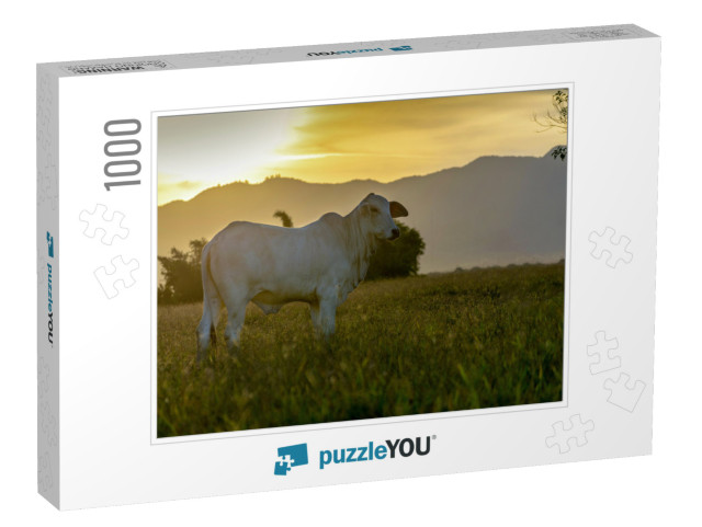 Silhouette of Nellore Cattle At Sunset At the End of the... Jigsaw Puzzle with 1000 pieces