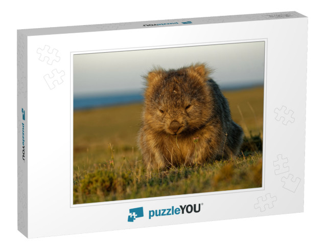 Vombatus Ursinus - Common Wombat in the Tasmanian Scenery... Jigsaw Puzzle