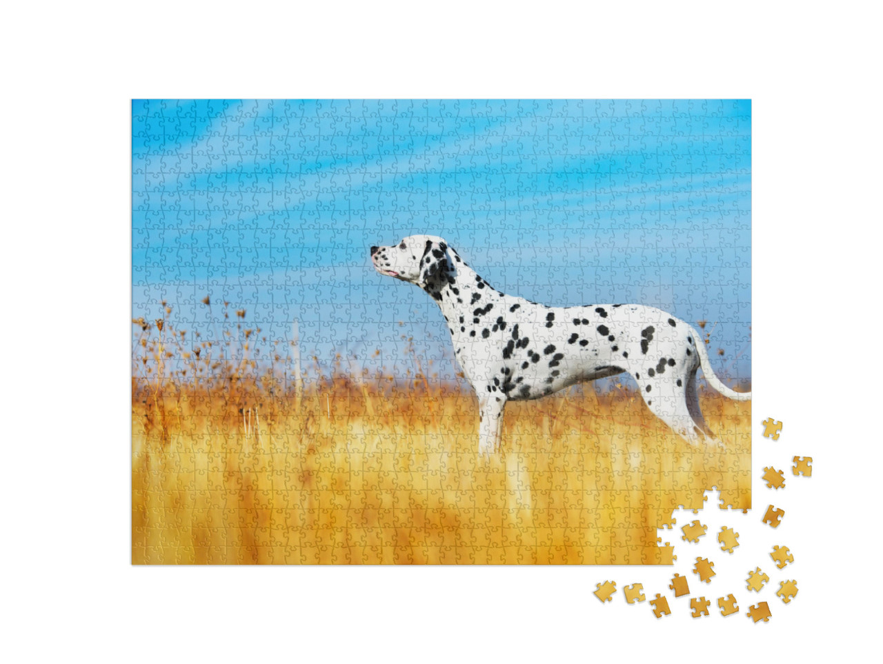 Beautiful Dalmatian Dog in a Field... Jigsaw Puzzle with 1000 pieces