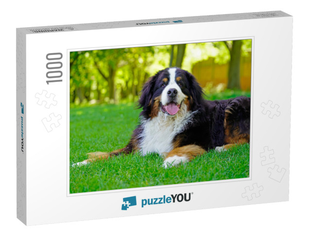 Large Bernese Mountain Dog Lying on the Grass in the Park... Jigsaw Puzzle with 1000 pieces