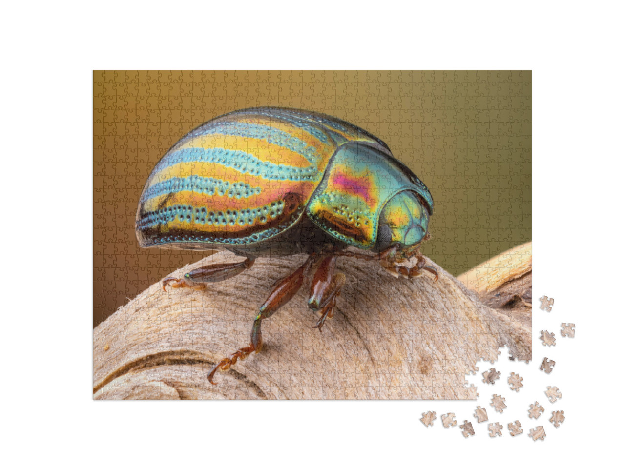 Close Up of a Colorful Rosemary Beetle on a Branch... Jigsaw Puzzle with 1000 pieces