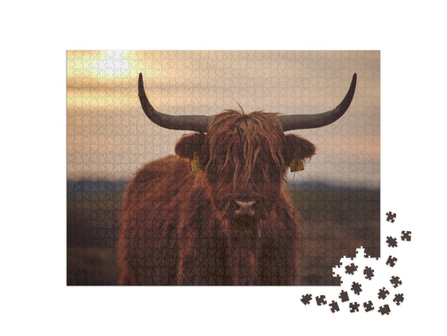 Young Scottish Highland Beef Cattle Closeup... Jigsaw Puzzle with 1000 pieces