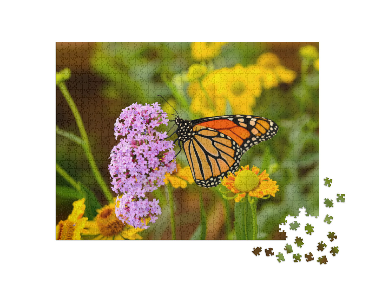 Monarch Butterfly - a Monarch Butterfly Feeding on Pink F... Jigsaw Puzzle with 1000 pieces