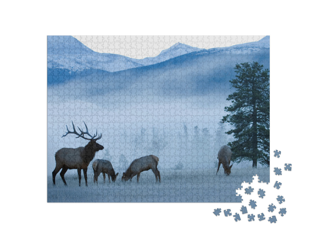 Rocky Mountain Bull Elk & Cows, Frosty Morning... Jigsaw Puzzle with 1000 pieces